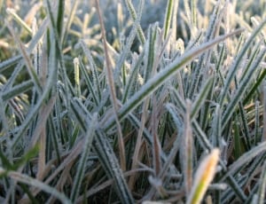 closeup photo of grasses thumbnail