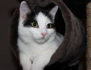 white and black short-fur cat thumbnail