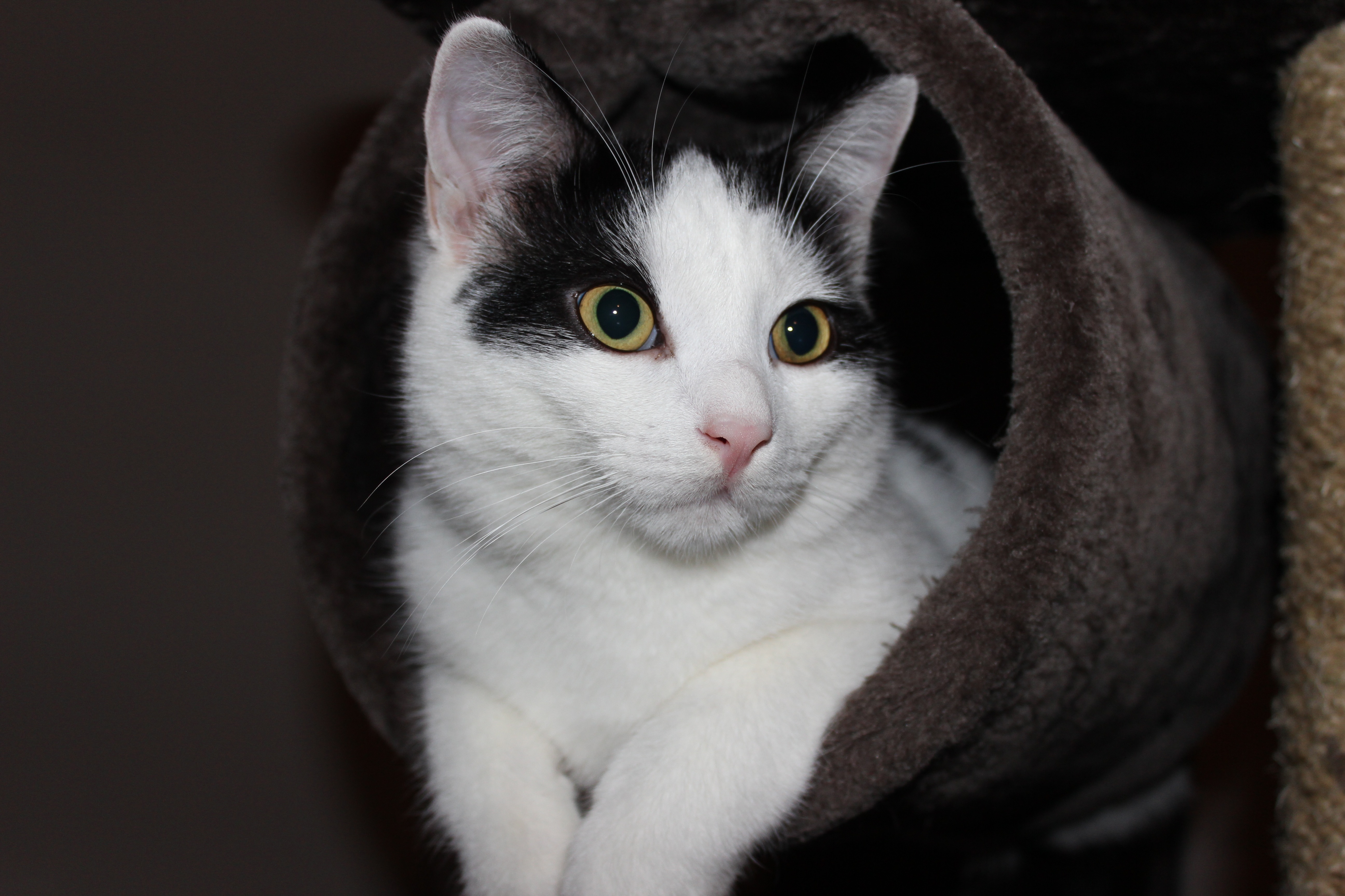 white and black short-fur cat