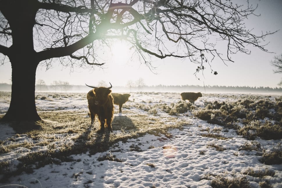three cows at the field during winter and daytime preview