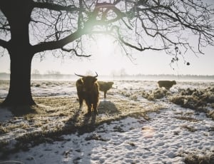 three cows at the field during winter and daytime thumbnail