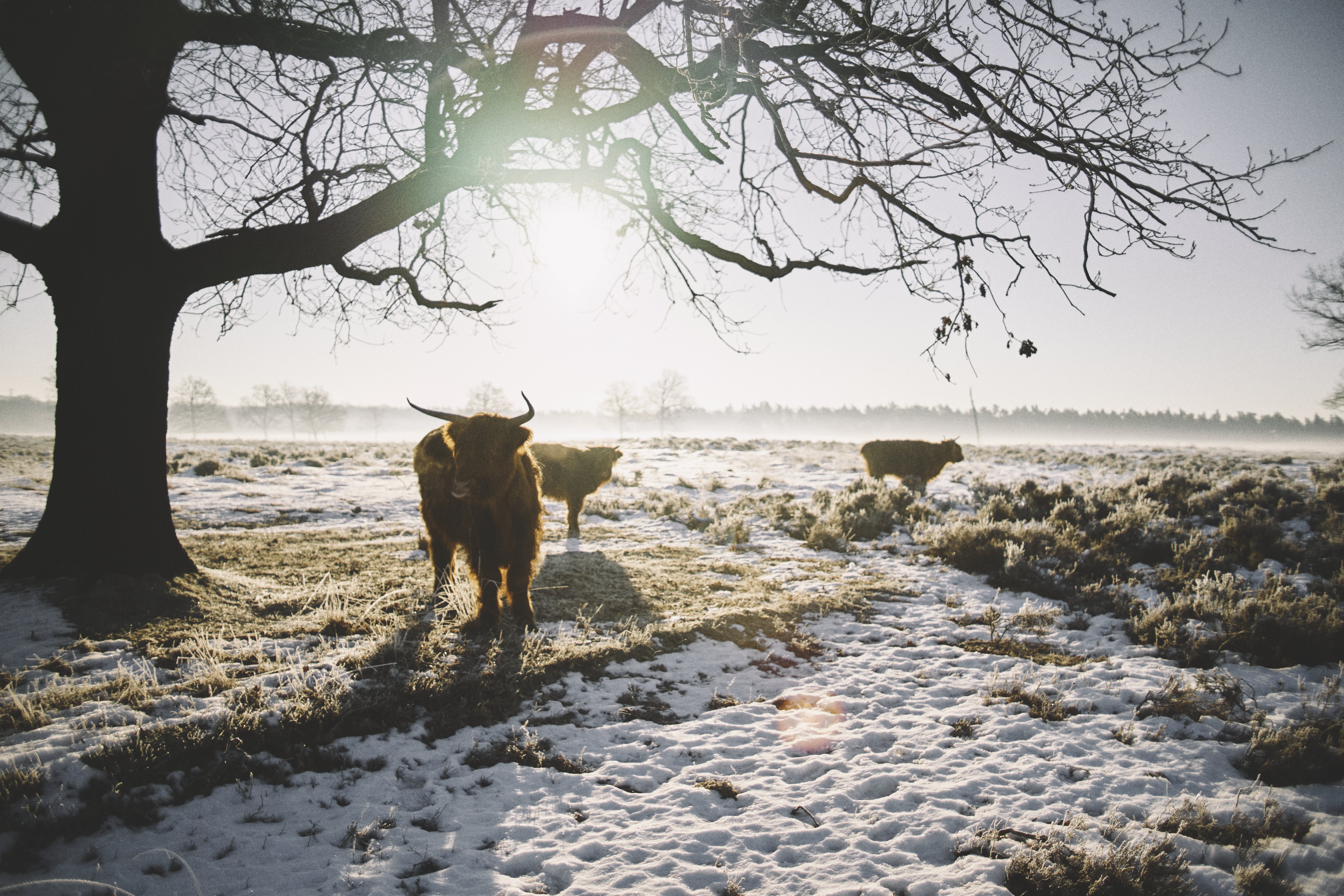 three cows at the field during winter and daytime