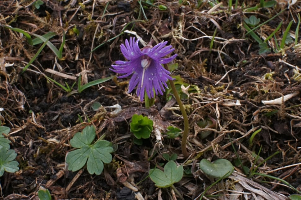 purple Gentian flower closeup photography preview