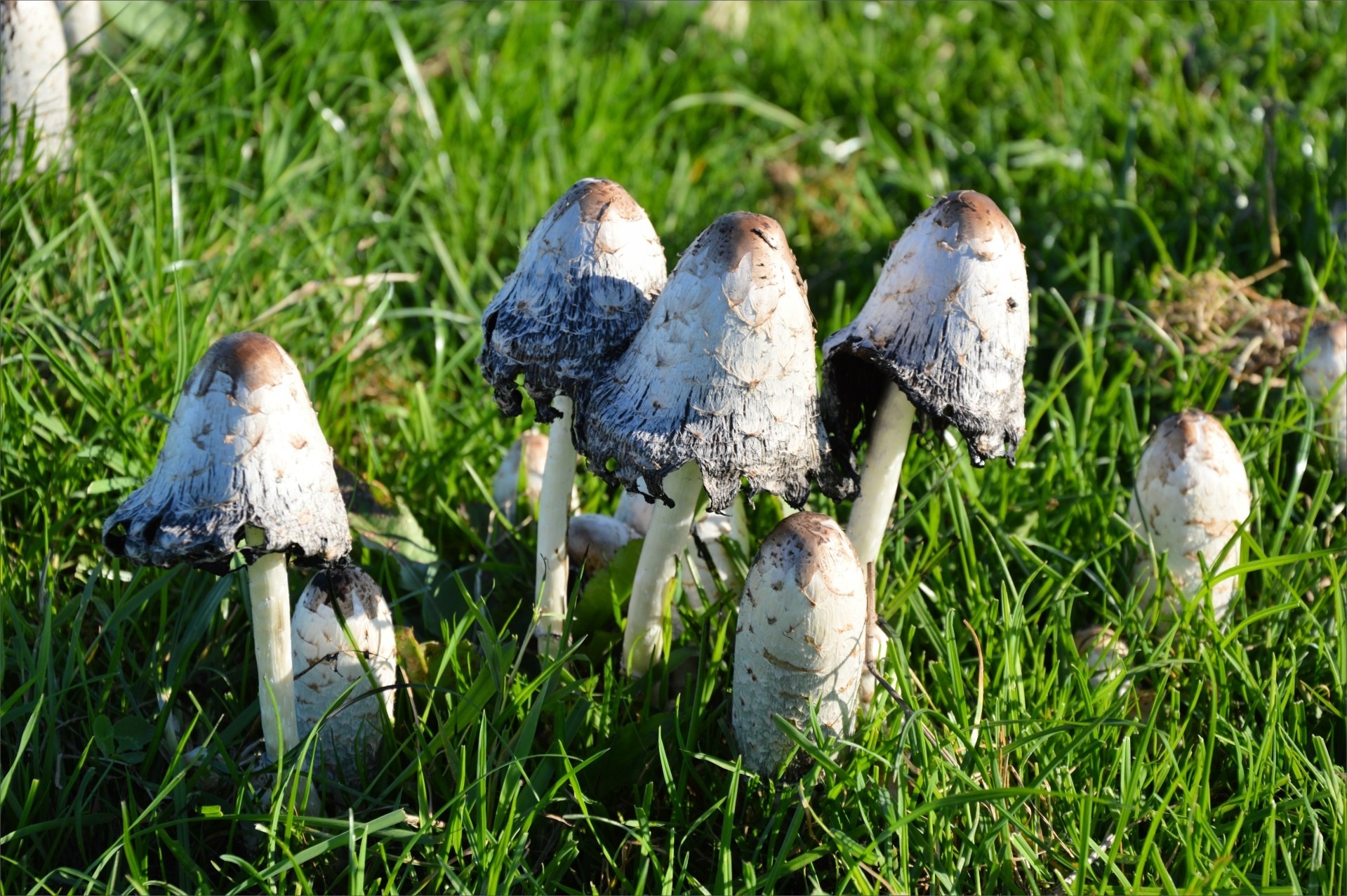 white and beige mushroom lot