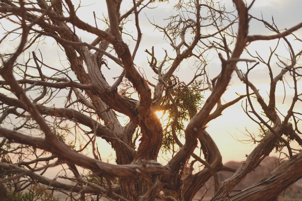 leafless tree preview