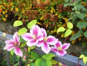 pink and purple flowers thumbnail