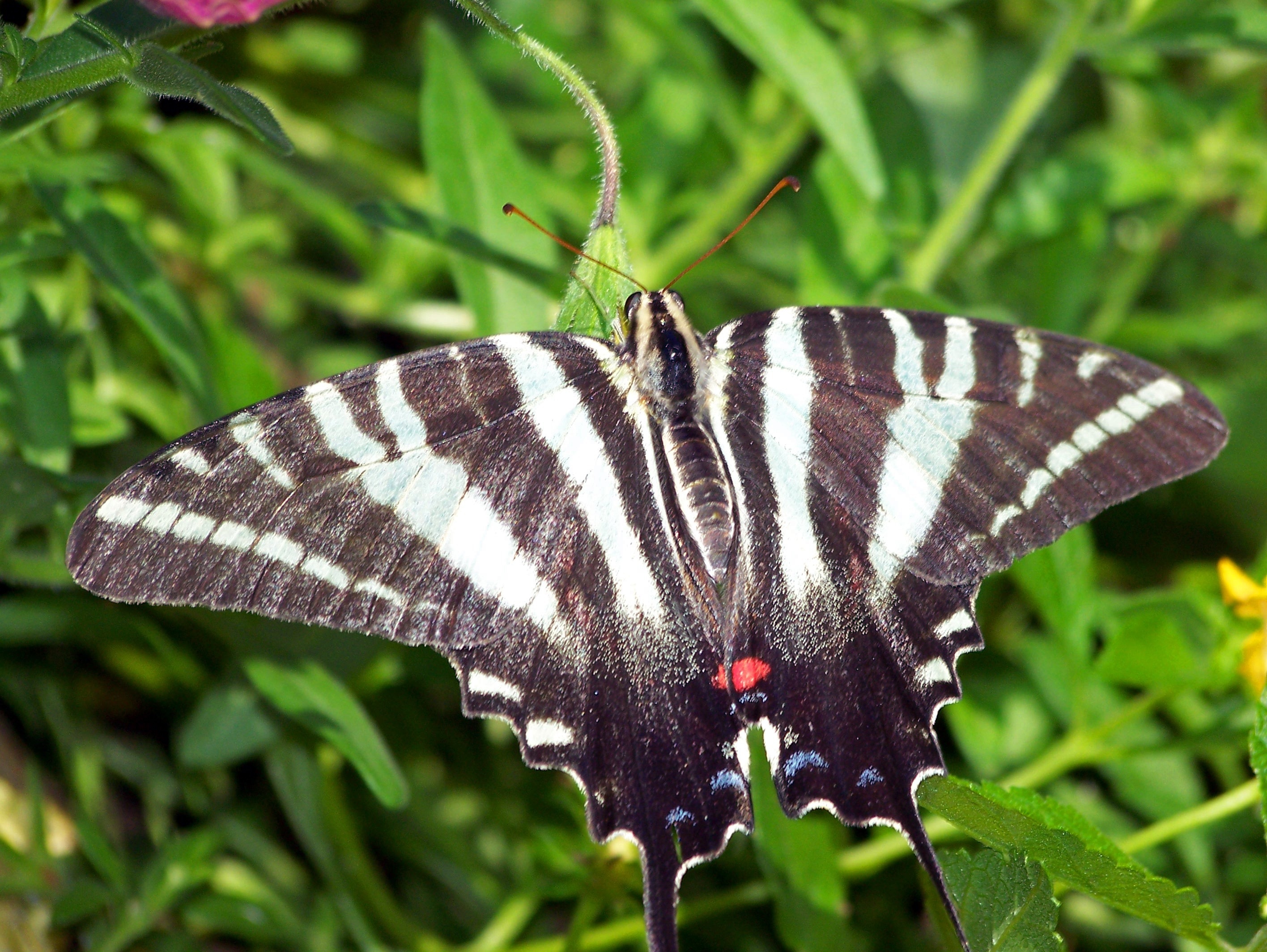 eastern tiger swallowtail butterfly