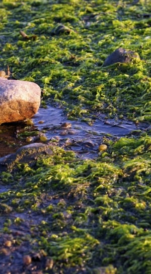 green moss and beige rock thumbnail
