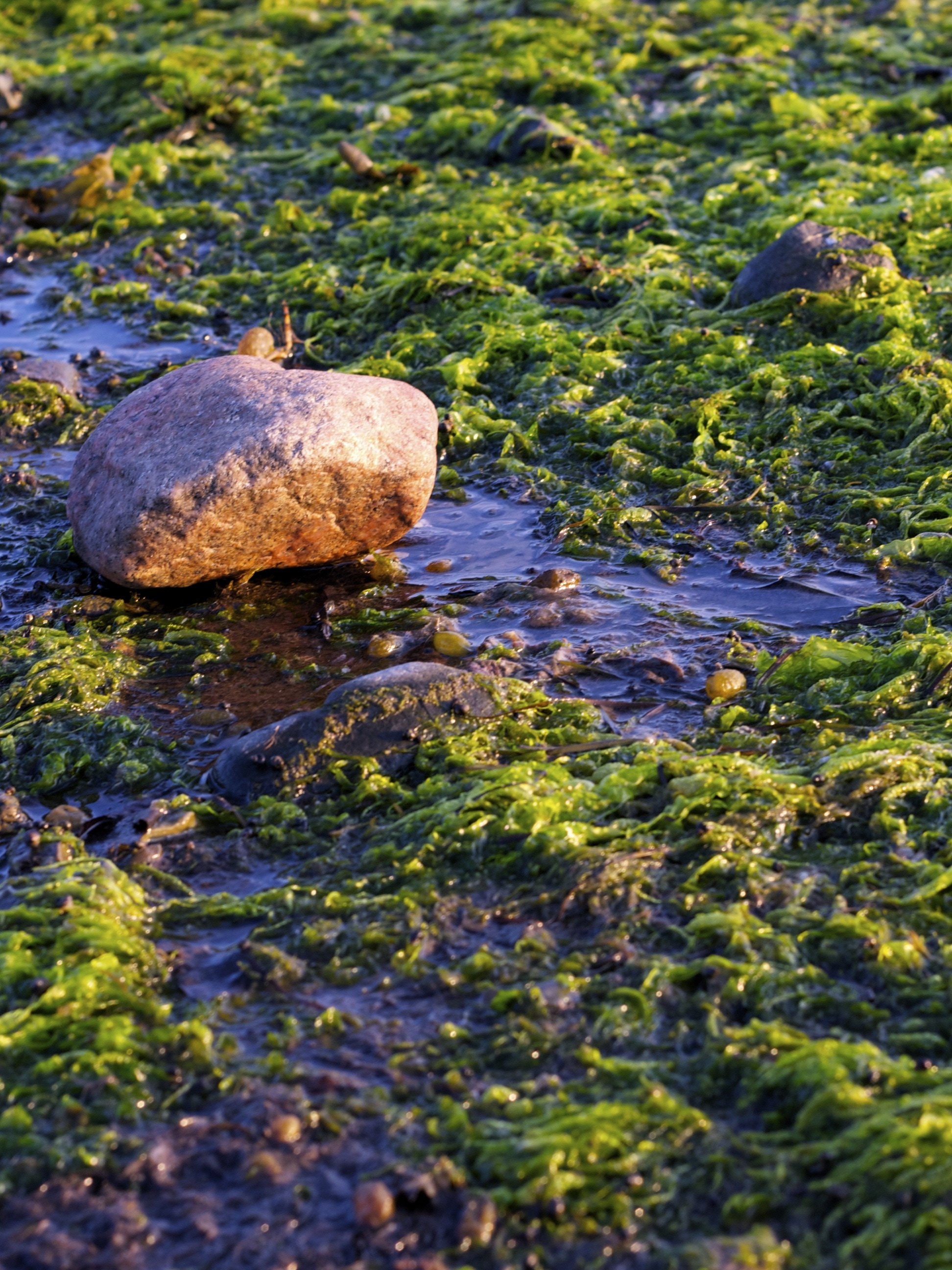 green moss and beige rock