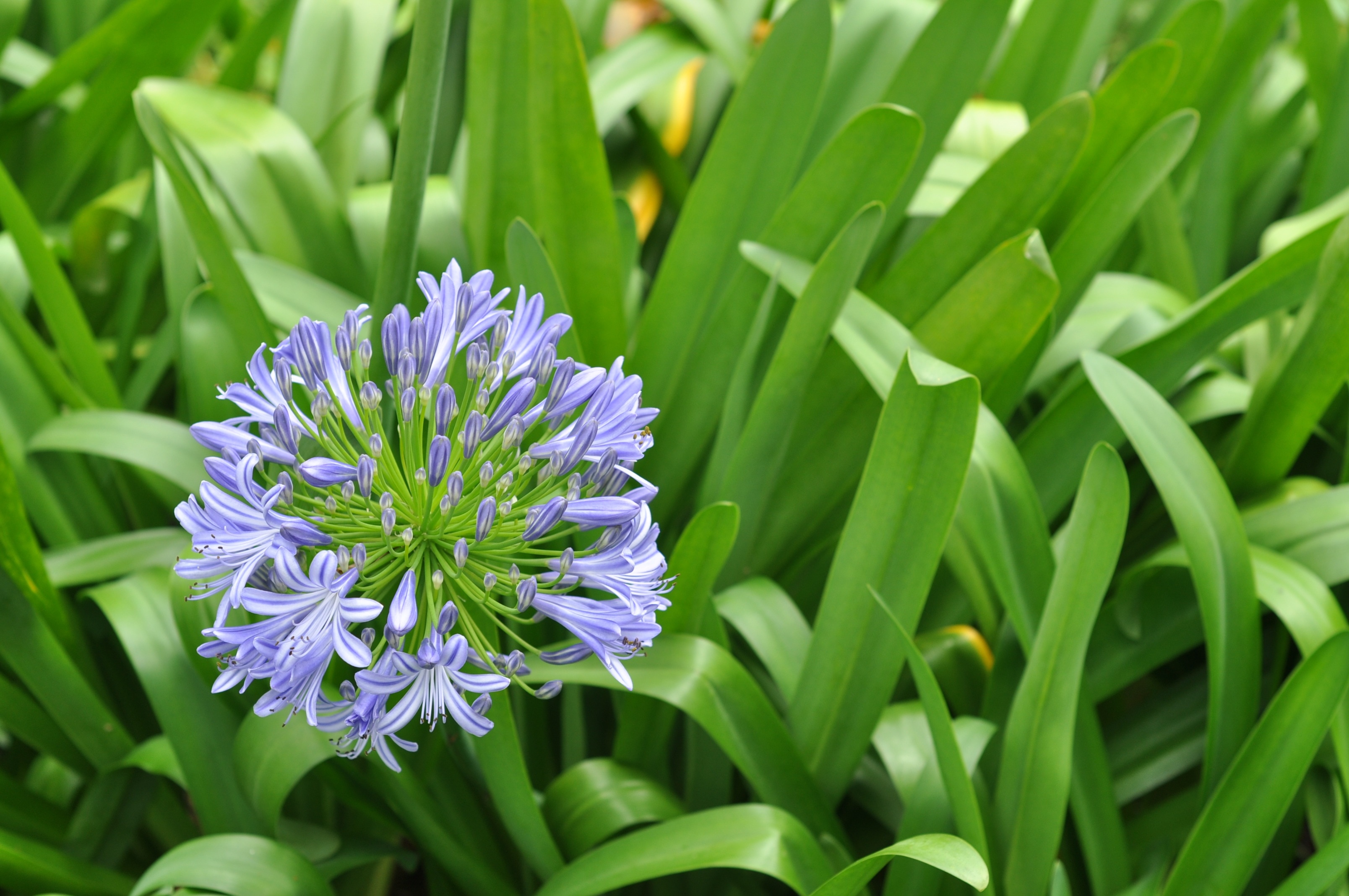 purple hyacinth