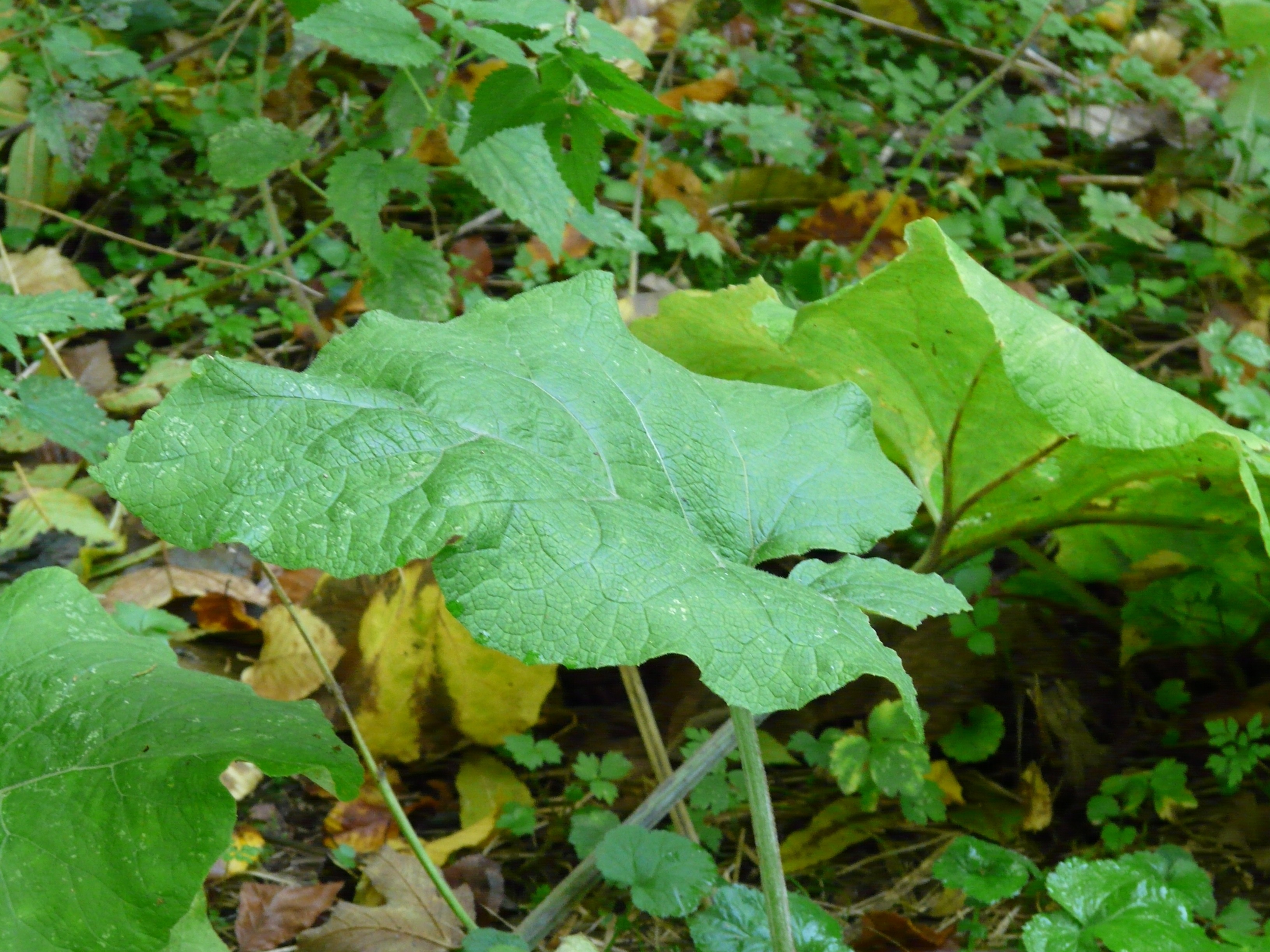 Листья лопуха фото как выглядят