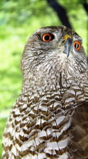 white and brown owl thumbnail
