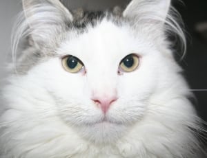 white and grey cat thumbnail