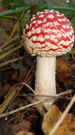 white and red mushroom thumbnail