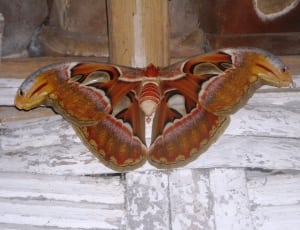 atlast moth thumbnail