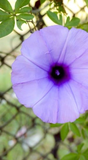 purple 5 petaled flower thumbnail
