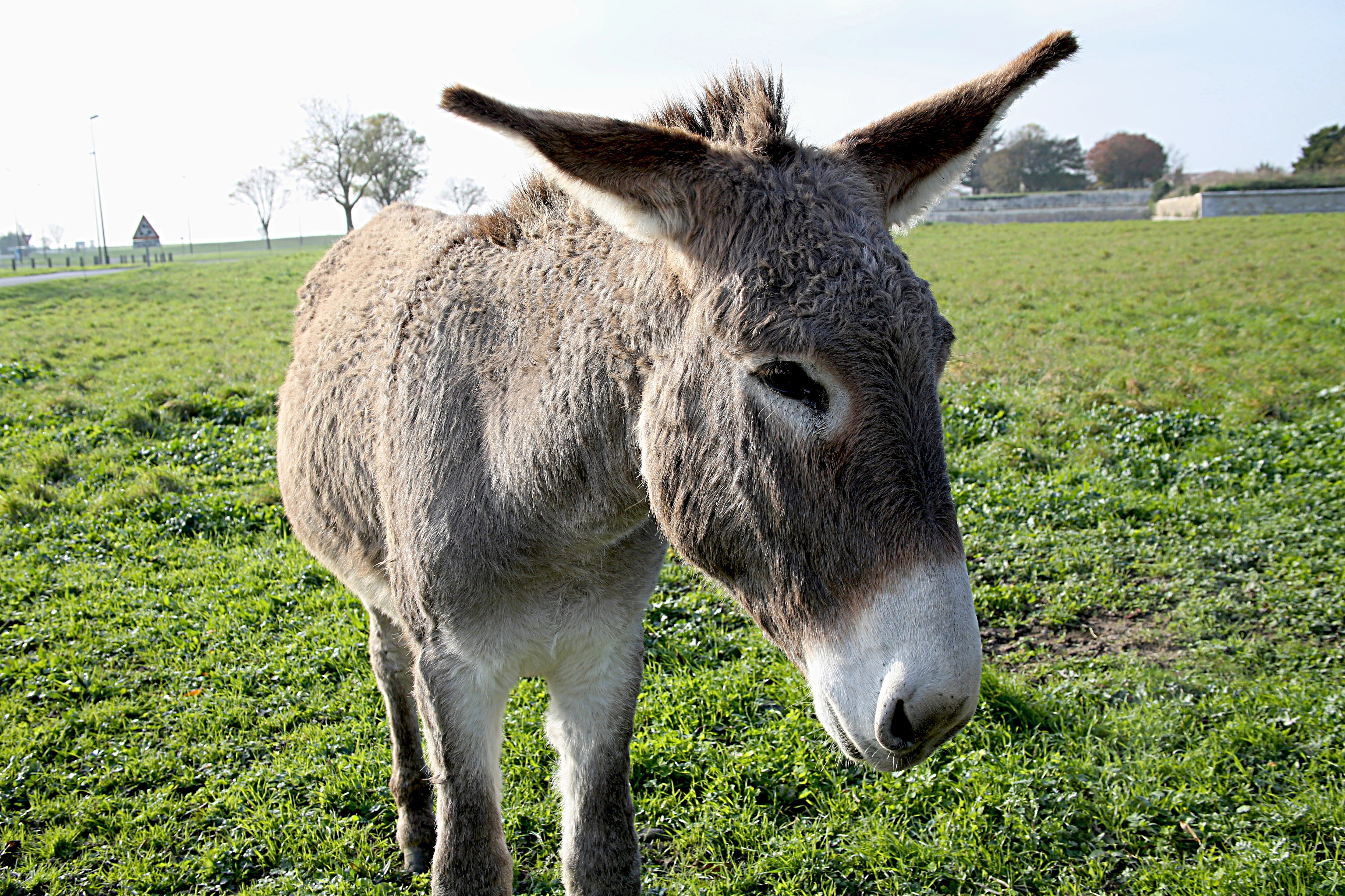 "gray donkey" image online crop.