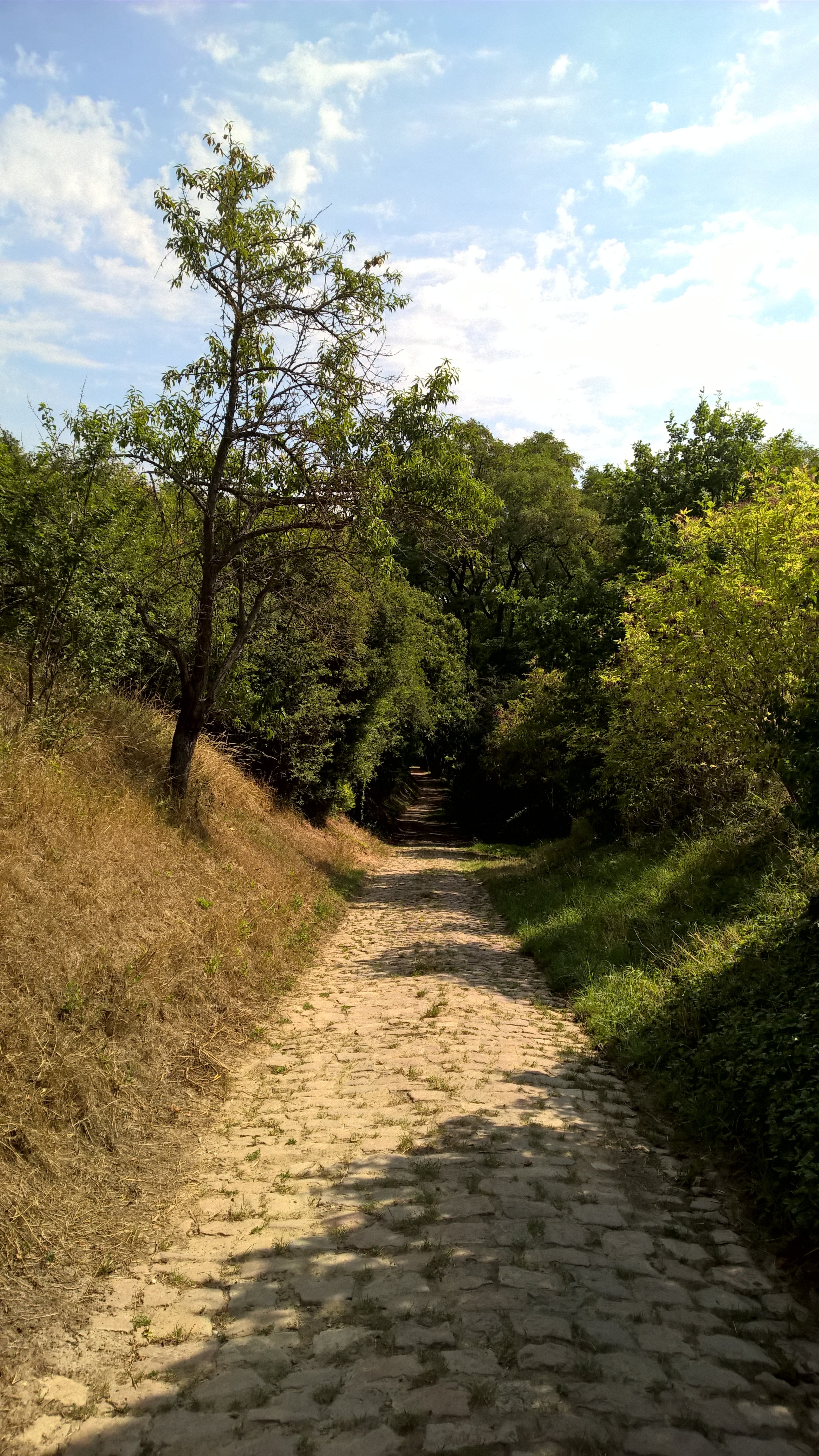 brown pathway
