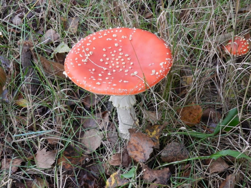 orange and white mushroom preview