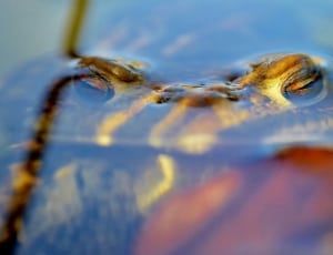 shallow focus photo of frog on body of water thumbnail