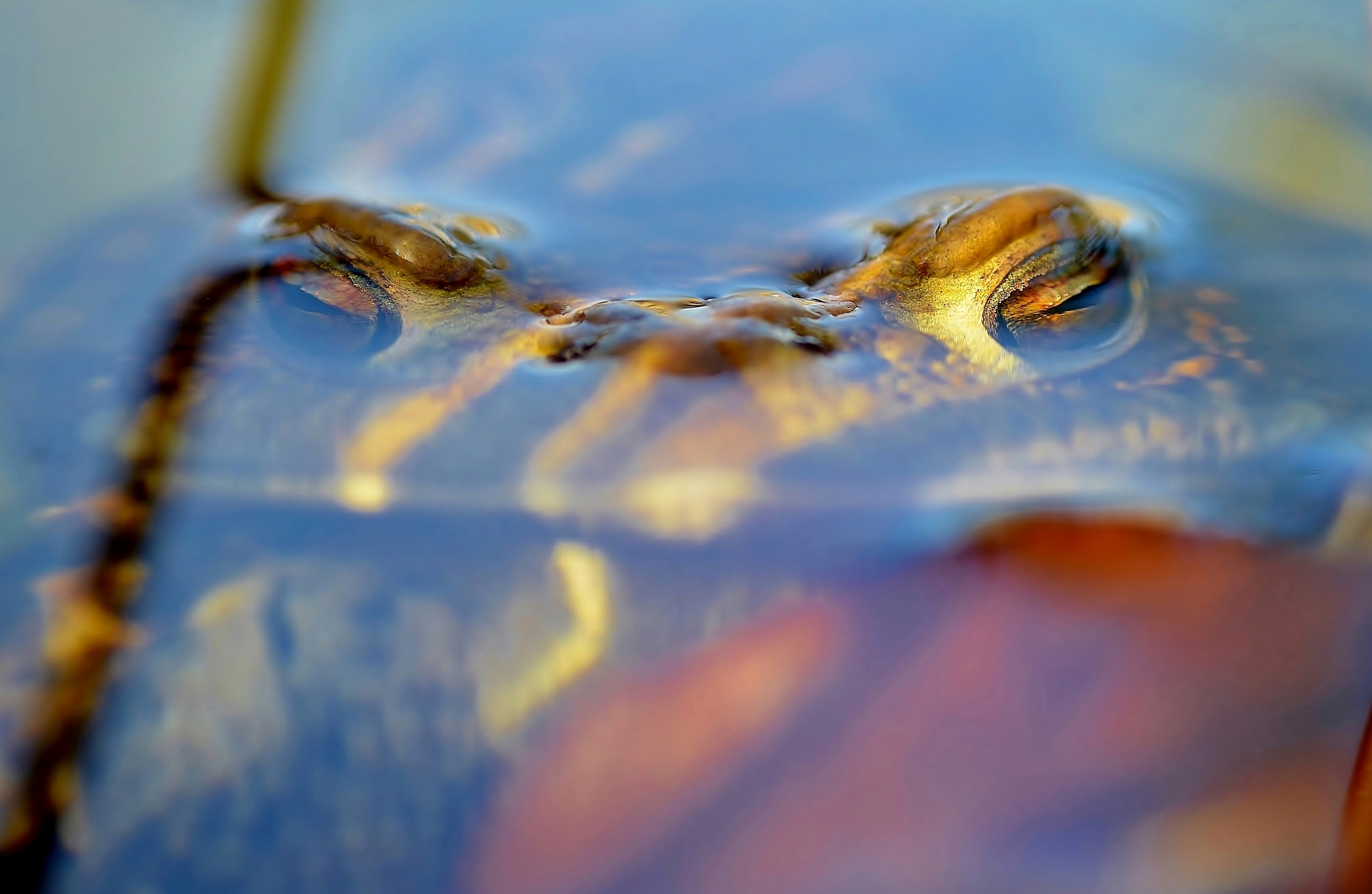 shallow focus photo of frog on body of water