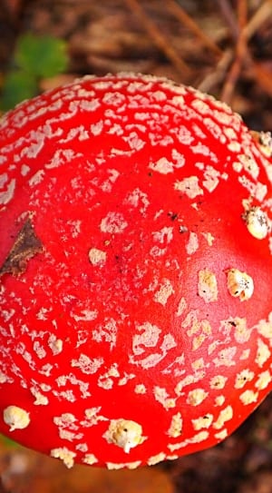 red and white round crop thumbnail