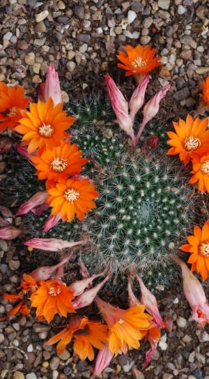 green cactus and orange flowers thumbnail