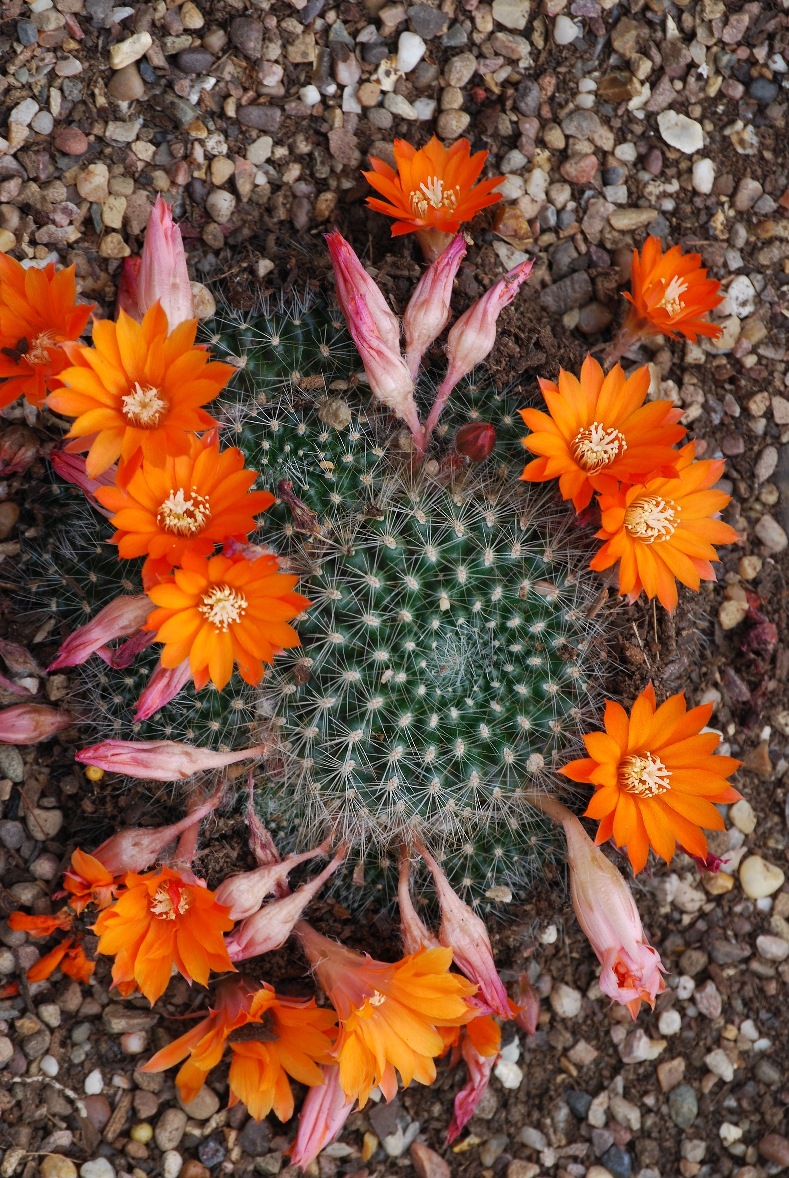 green cactus and orange flowers