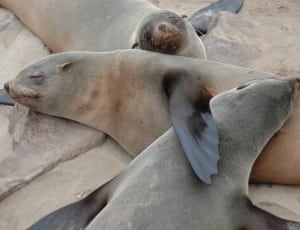 3 gray  seals thumbnail