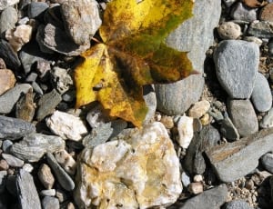 yellow and green leaf thumbnail