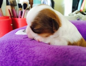 tan and white short coat puppy thumbnail