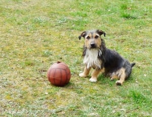 yorkshire terrier and brown volleyball thumbnail
