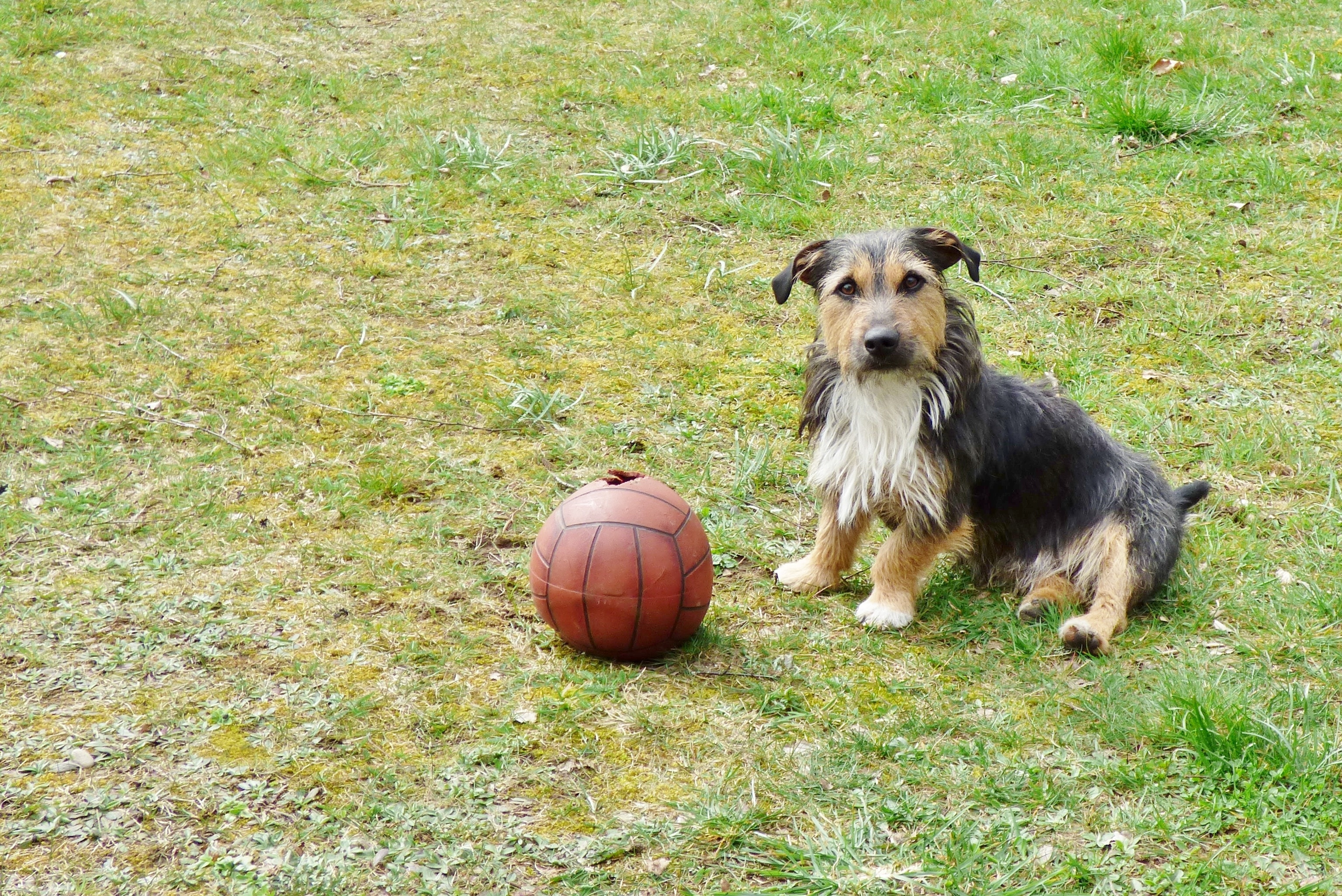 yorkshire terrier and brown volleyball