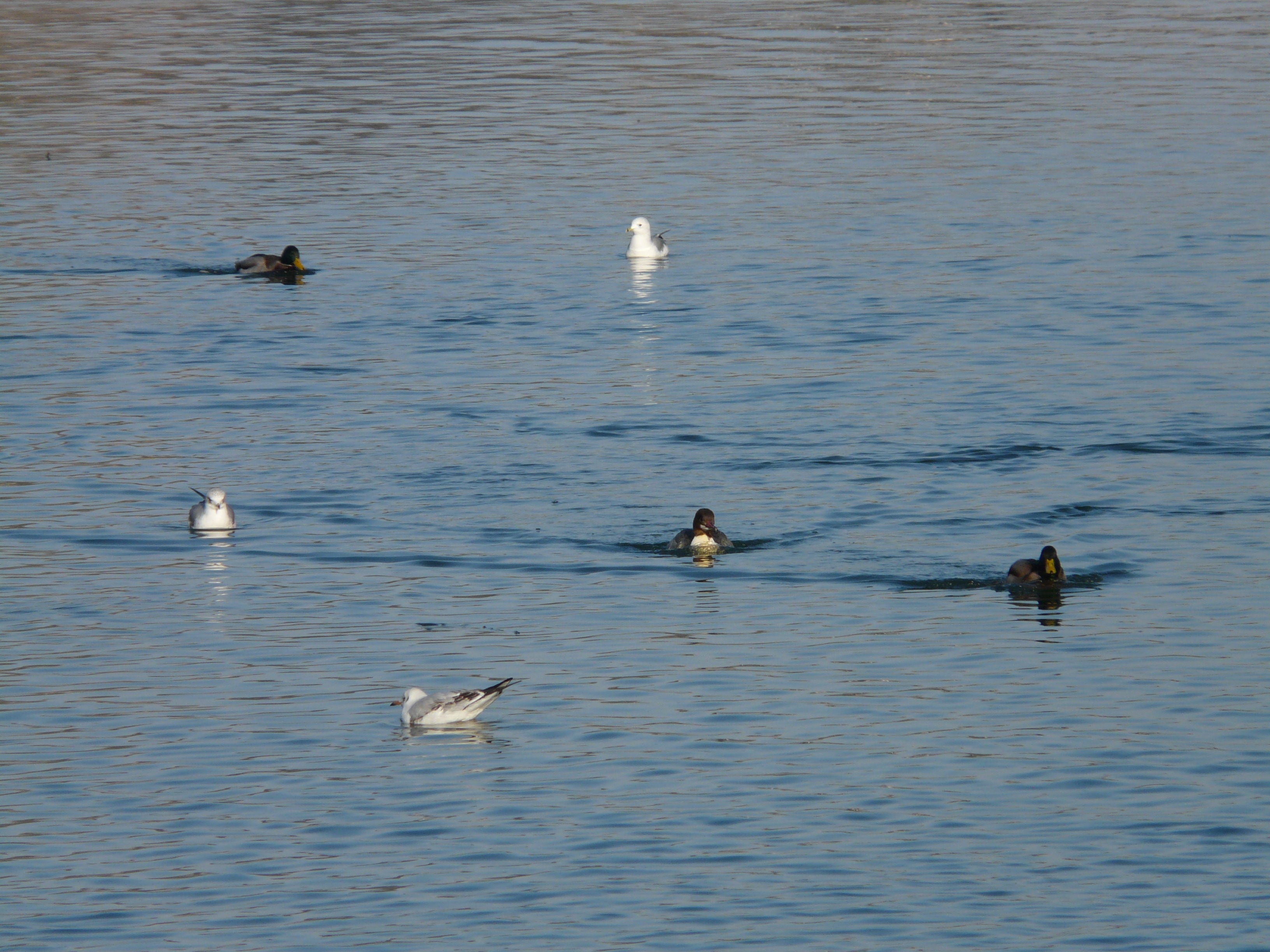 6 white and black ducks