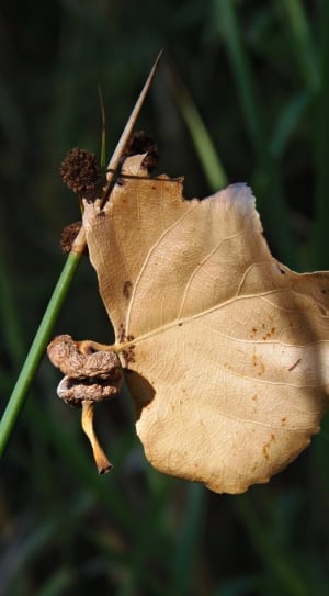 photo showing brown dry leaf thumbnail