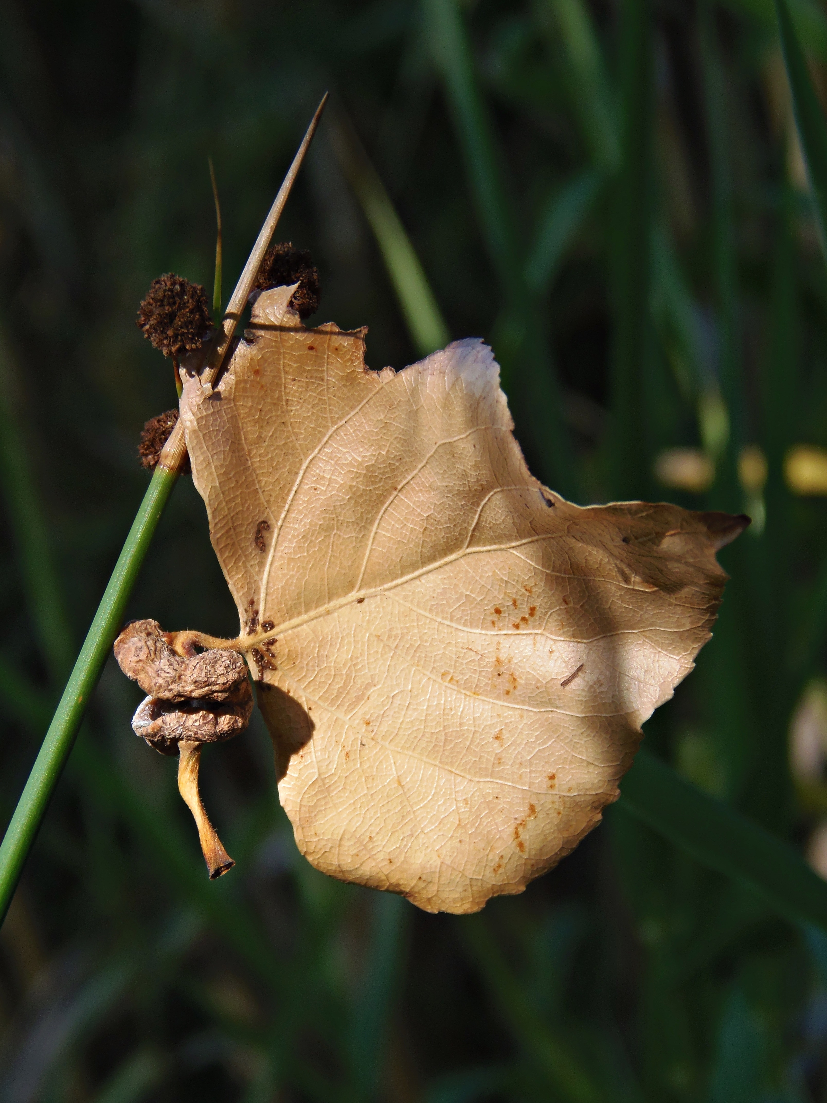 photo showing brown dry leaf
