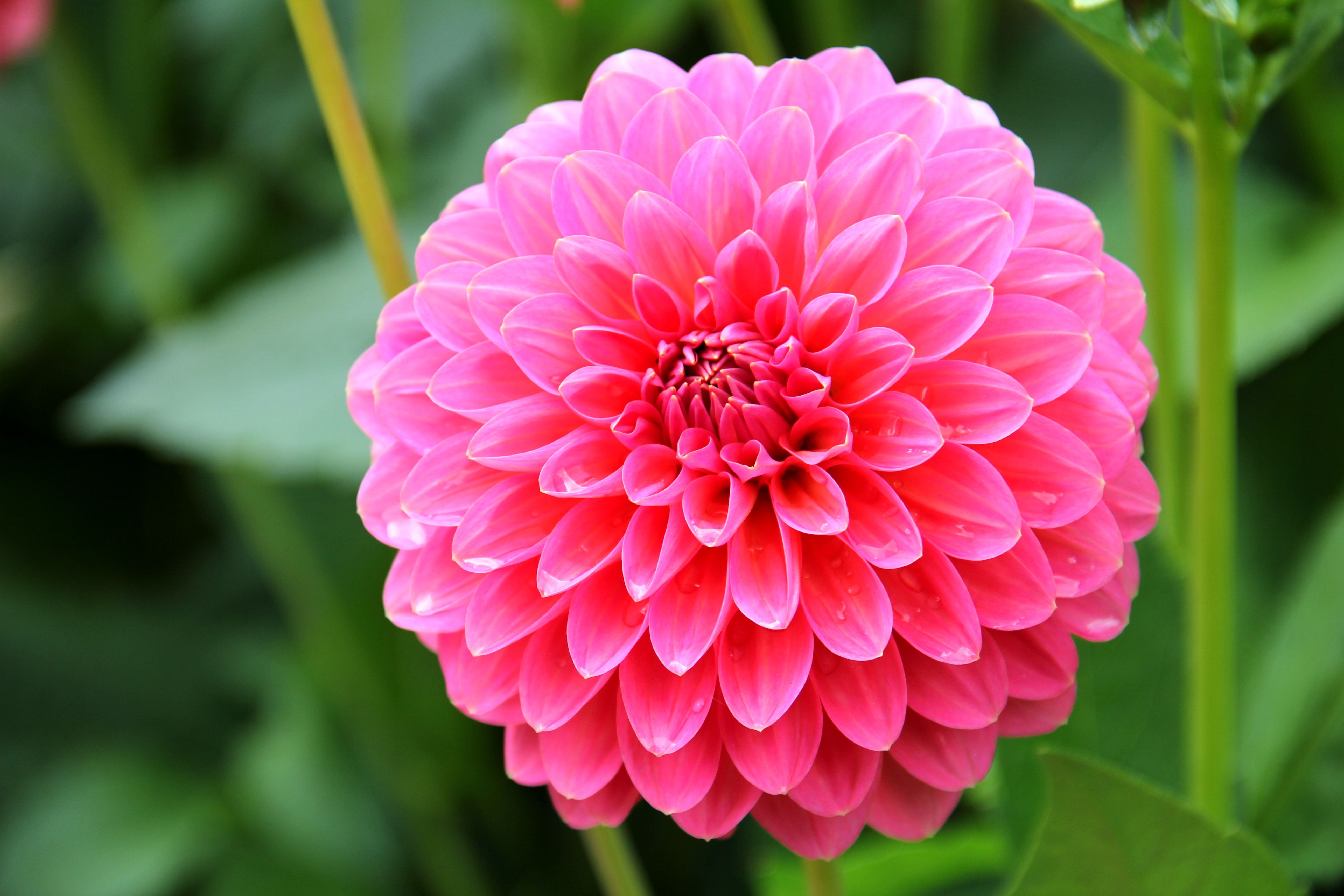 pink round flower