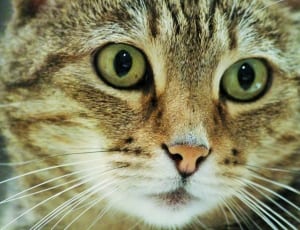grey tabby cat on close up view photography thumbnail