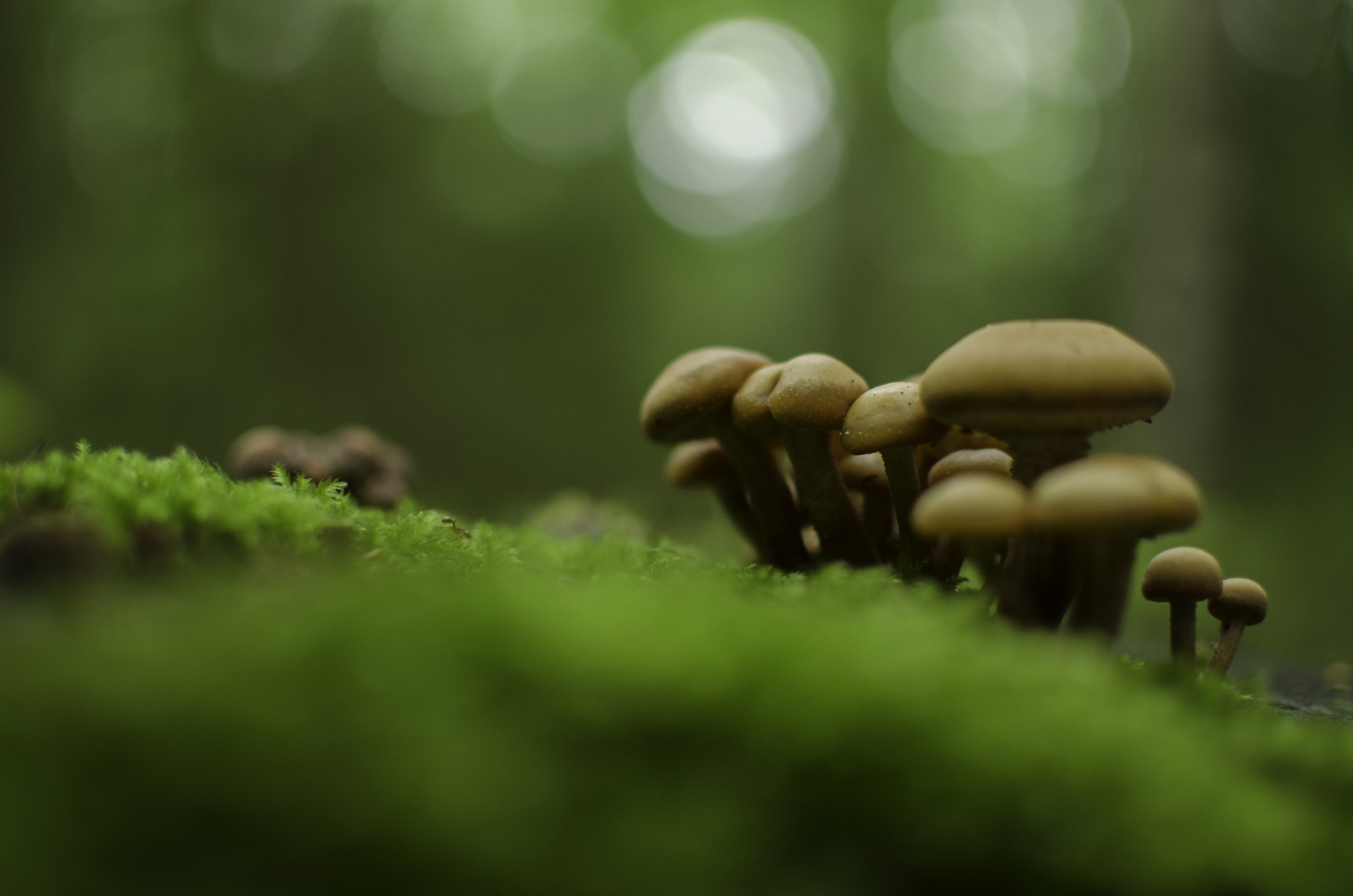 mushroom lot