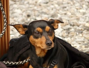 black and tan short coat puppy thumbnail
