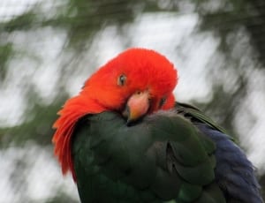 macro shot photography of red and black short beak bird during daytime thumbnail