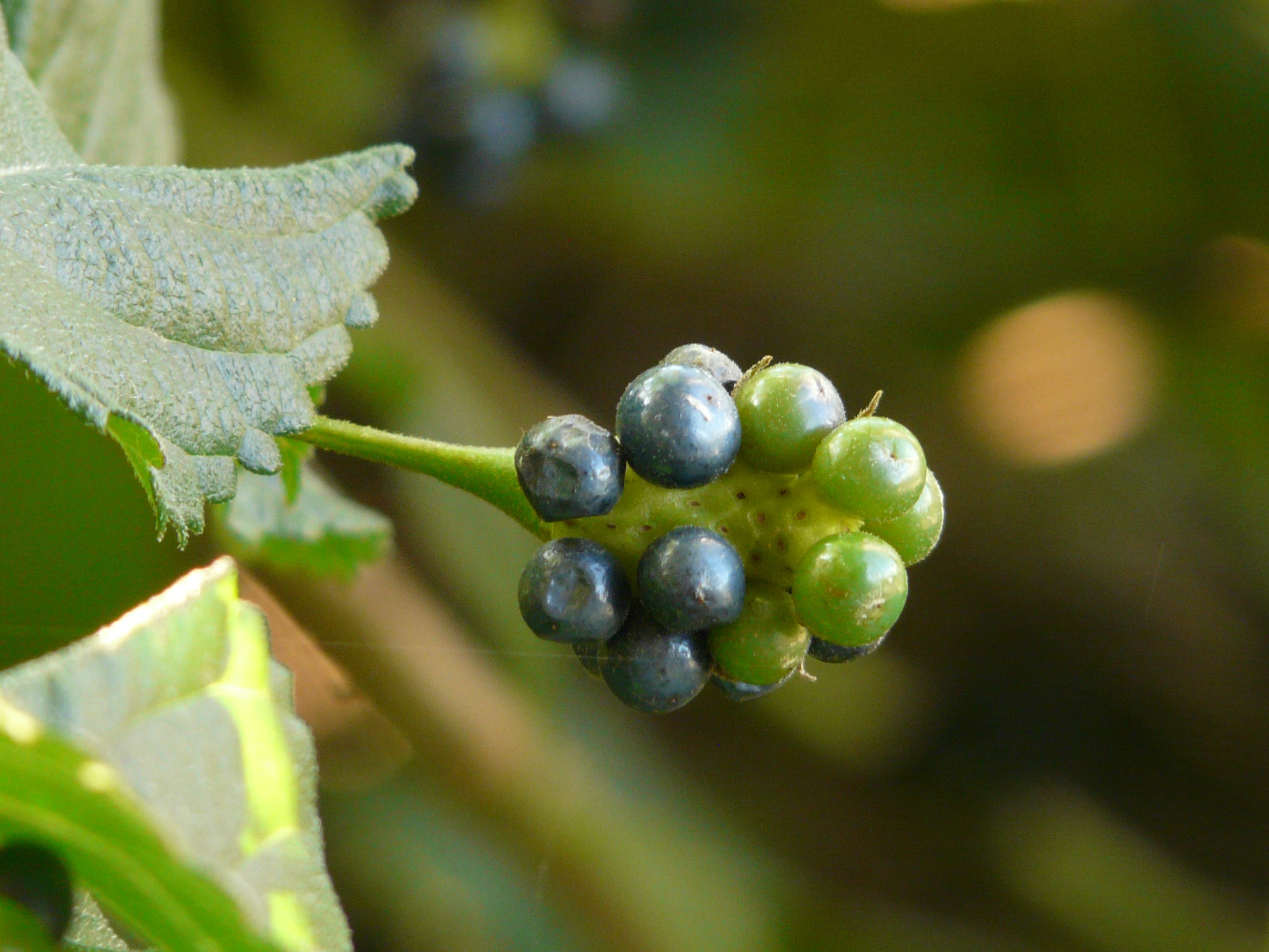 green and gray round fruits