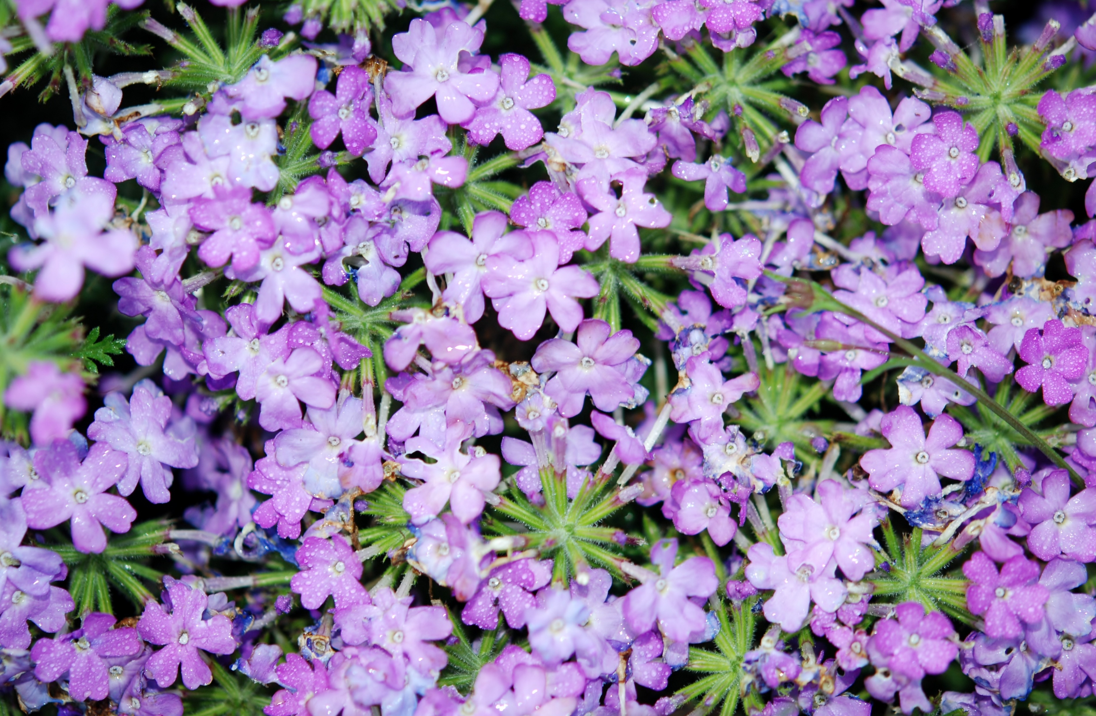 purple 5 petaled flower