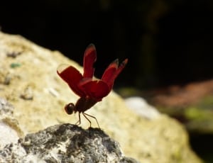 red dragonfly thumbnail
