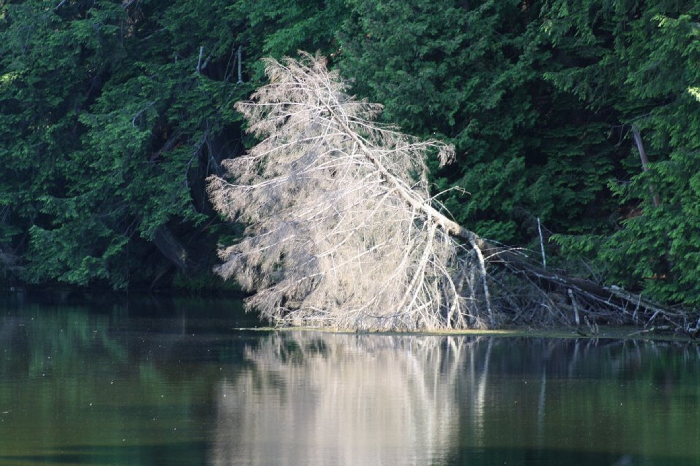 nature photography of white tree