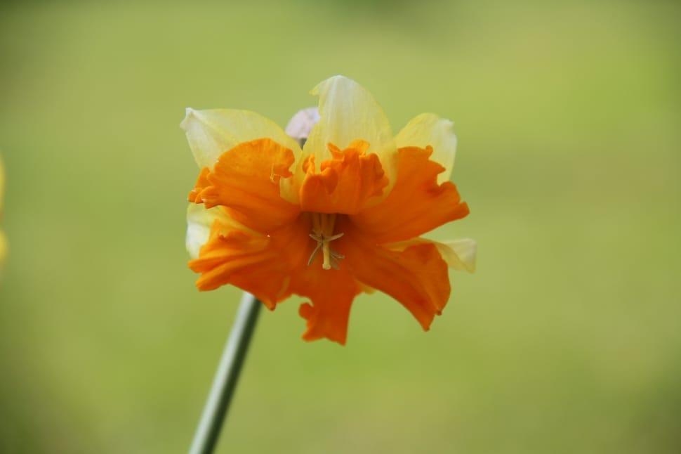 orange and white petaled flower preview