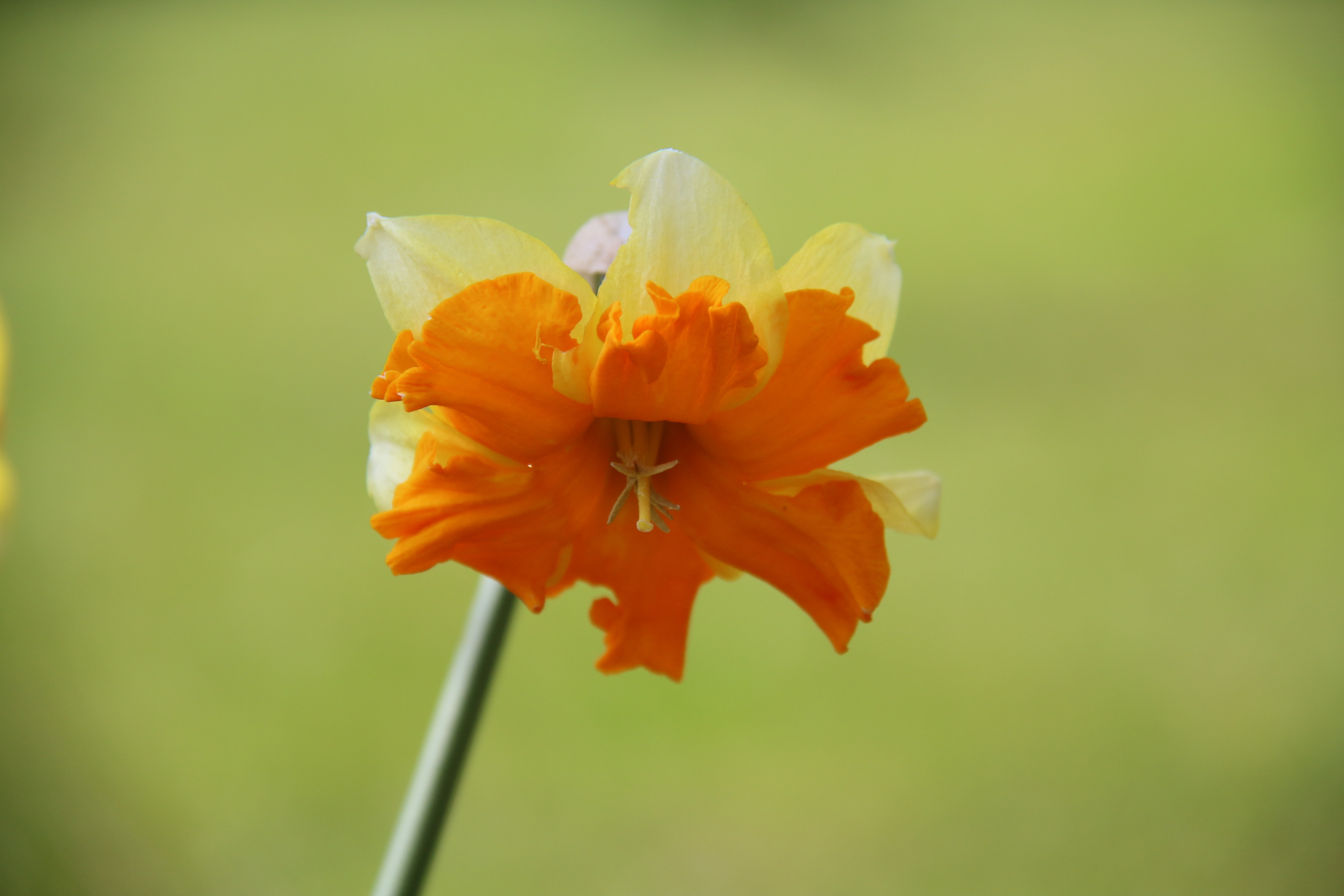 orange and white petaled flower