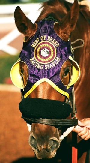 best of breed racing stables horse jacket thumbnail
