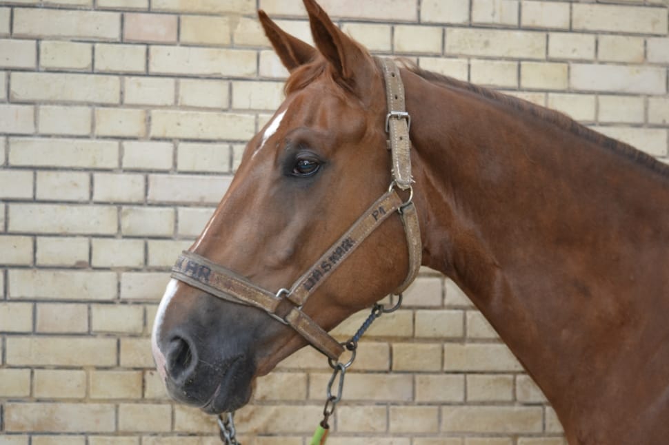 photography of brown horse with brown face strap preview