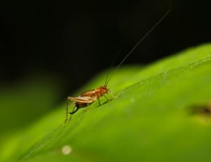 Bug, Cricket, Leaf, Insect, Nature, insect, green color thumbnail